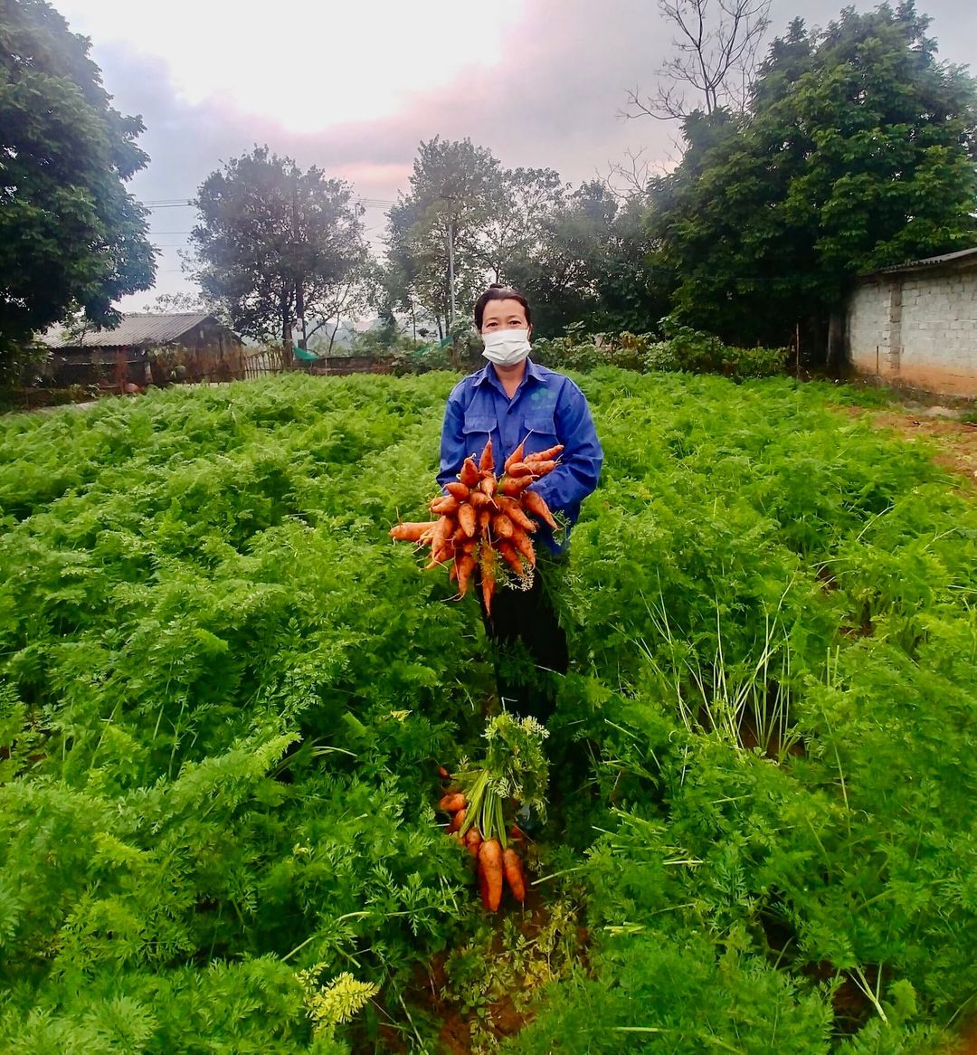 Phú Thọ: Cho "ăn" phân bón Lâm Thao, đào lên toàn củ cà rốt to đẹp, bán được giá - Ảnh 1.