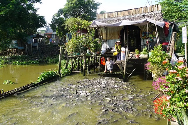 Đàn cá sông đông đúc chưa từng thấy được vợ chồng ông nông dân ở Đồng Tháp chăm bẵm như trẻ thơ - Ảnh 1.