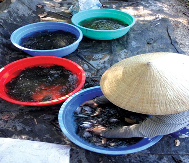 Cá tai tượng giống