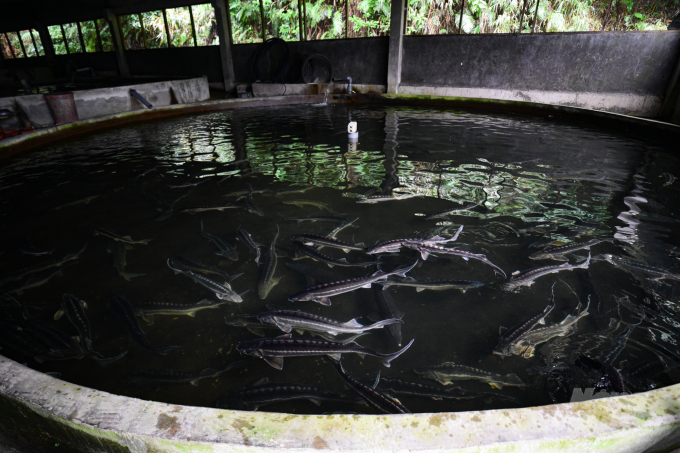 Trại cá của TS Lê Thanh Lựu hiện nay tập trung vào làm cá giống và cá thịt. Ảnh: Tùng Đinh.