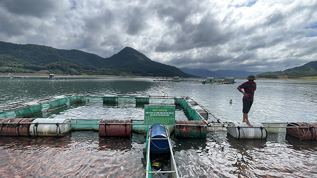 Nuôi cá thát lát cườm hình dáng, màu sắc đẹp ở hồ thủy lợi gắn với tiêu thụ ở Bình Định - Ảnh 1.