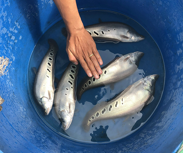 Nuôi cá thát lát cườm hình dáng, màu sắc đẹp ở hồ thủy lợi gắn với tiêu thụ ở Bình Định - Ảnh 2.