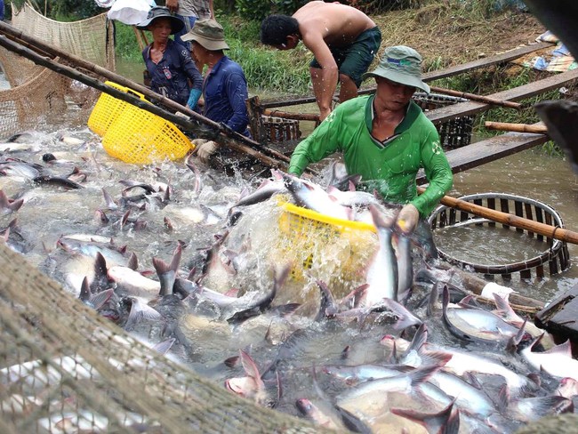 Xuất khẩu cá tra vẫn lạc quan, rộng cửa - Ảnh 1.
