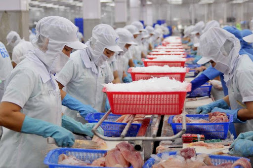 400 doanh nghiệp tăng tốc bán một loài cá sang Trung Quốc, thu gần 700 triệu USD - Ảnh 1.