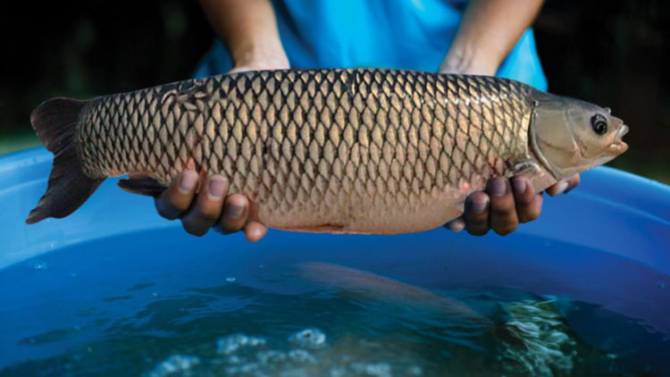 Cá Trắm