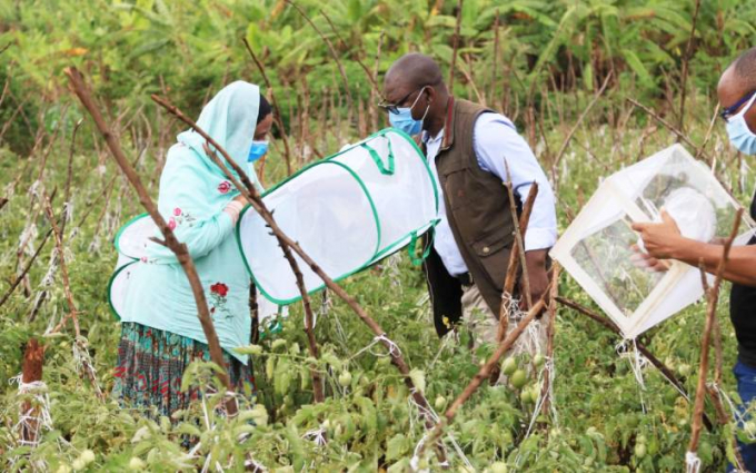 Các nhà khoa học Icipe thả bầy ong bắp cầy đầu tiên để 'chiến đấu' với dịch hại sâu bướm Tuta Absoluta ở cánh đồng cà chua Gatitika, bang Kirinyaga, Kenya. Ảnh: Lydia Nyawira