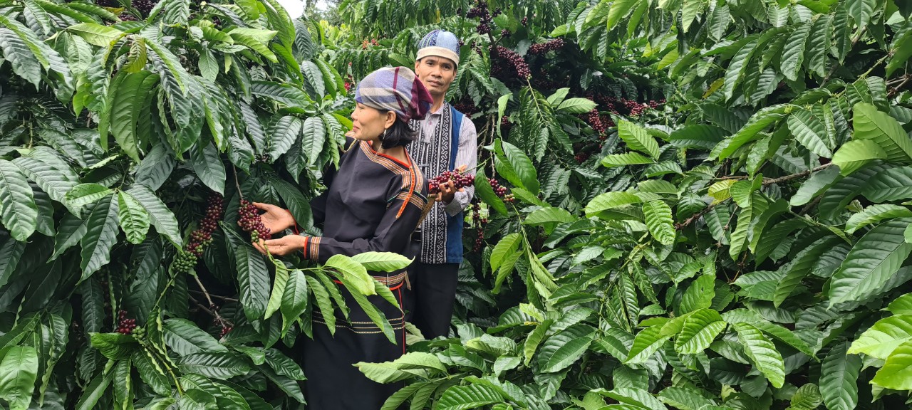 Được người Mỹ đặc biệt ưa chuộng, giá một loại nông sản của Việt Nam bật tăng, cao nhất trong 3 năm - Ảnh 1. Được người Mỹ đặc biệt ưa chuộng, giá một loại nông sản của Việt Nam bật tăng, cao nhất trong 3 năm - Ảnh 1.