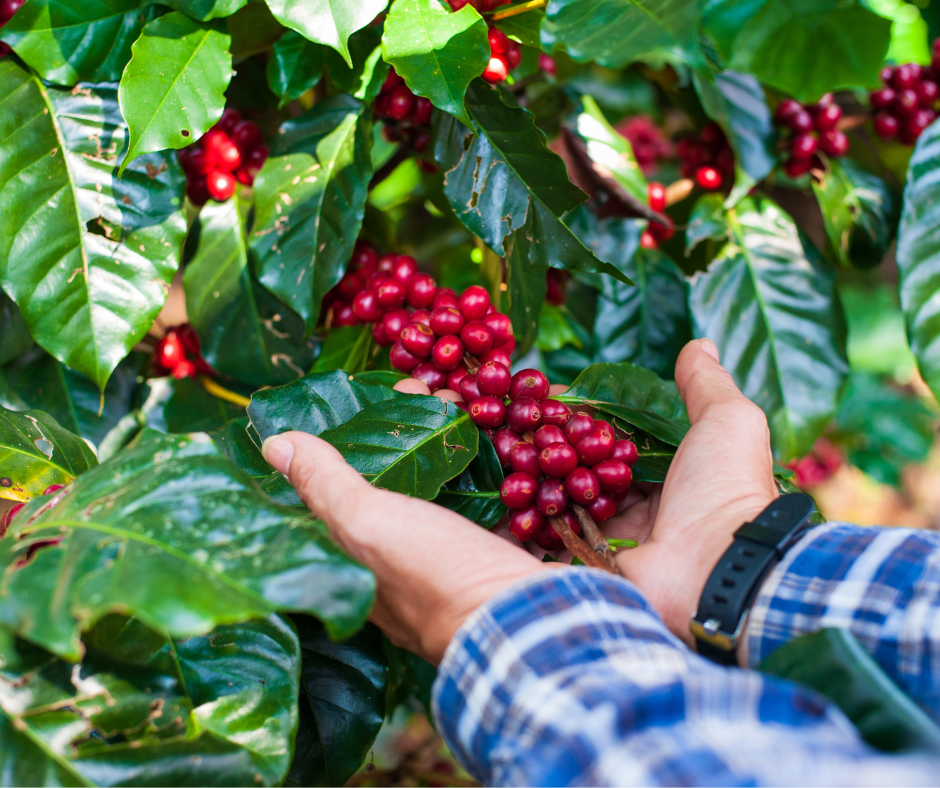 Loại vỏ cứ ngỡ đồ bỏ đi, được "vua tiêu" chế biến thành trà cascara bán giá 1,5 triệu đồng/kg - Ảnh 3.