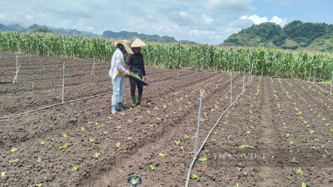 Cò Nòi: Nông dân trồng cải thảo, cải bắp "trúng giá" - Ảnh 5.
