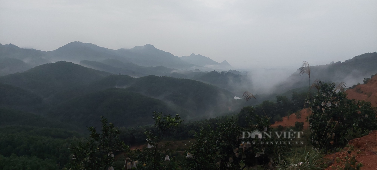 Mắc màn cho vườn cam, côn trùng "khóc thét", lão nông bội thu   - Ảnh 4.