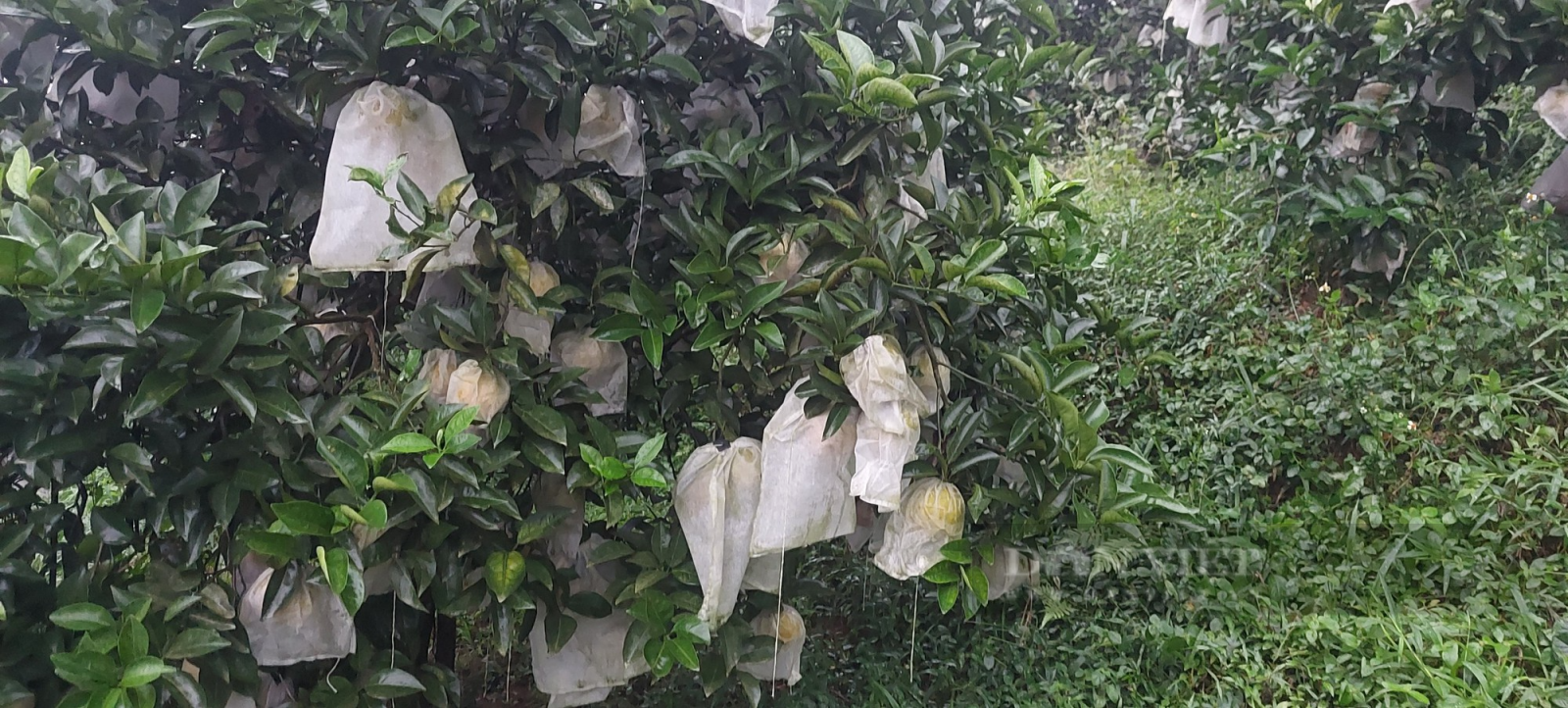 Mắc màn cho vườn cam, côn trùng "khóc thét", lão nông bội thu   - Ảnh 3.