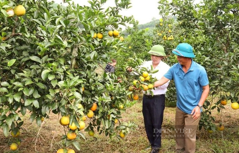 Giá bán tăng cao, nhiều trại cam Vinh ở Nghệ An găm hàng chờ Tết - Ảnh 1.