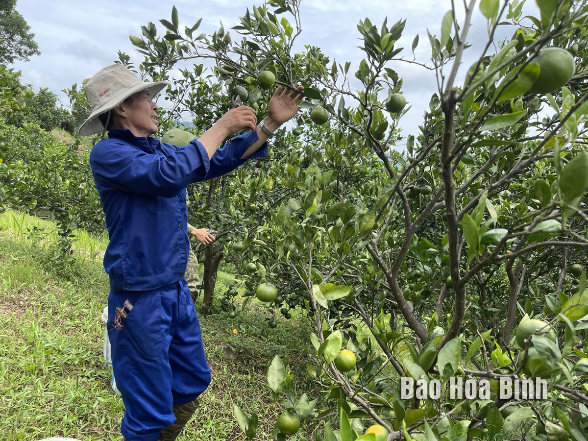 Ôn Châu là giống quýt gì, ăn ngon cỡ nào mà trái to bự, ở Hòa Bình dân hái bán 35.000 đồng/kg? - Ảnh 1.
