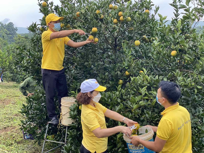 Hòa Bình quyết “hồi sinh” 800ha cam Cao Phong - Ảnh 1.