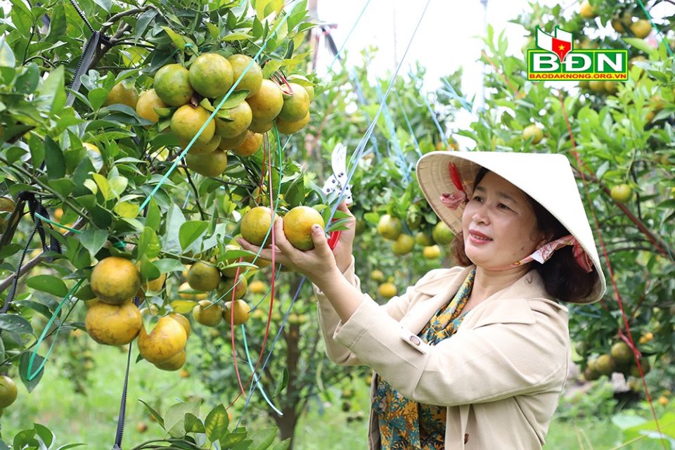 Loại quả ngon này khi trồng trên đất núi lửa ở Đắk Nông trông trái nào đẹp, nhìn là thèm - Ảnh 1.