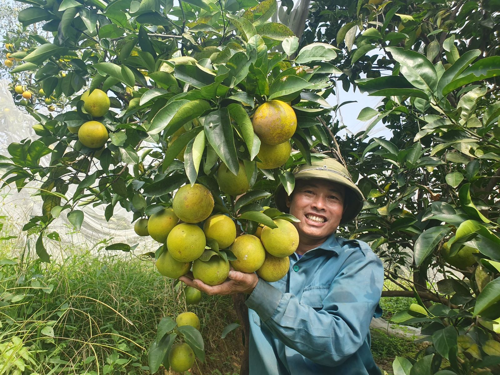 Vườn cam “mắc màn” trĩu quả của nông dân Hà Tĩnh, chưa hô bán, thương lái đặt cọc quả còn trên cây - Ảnh 5.