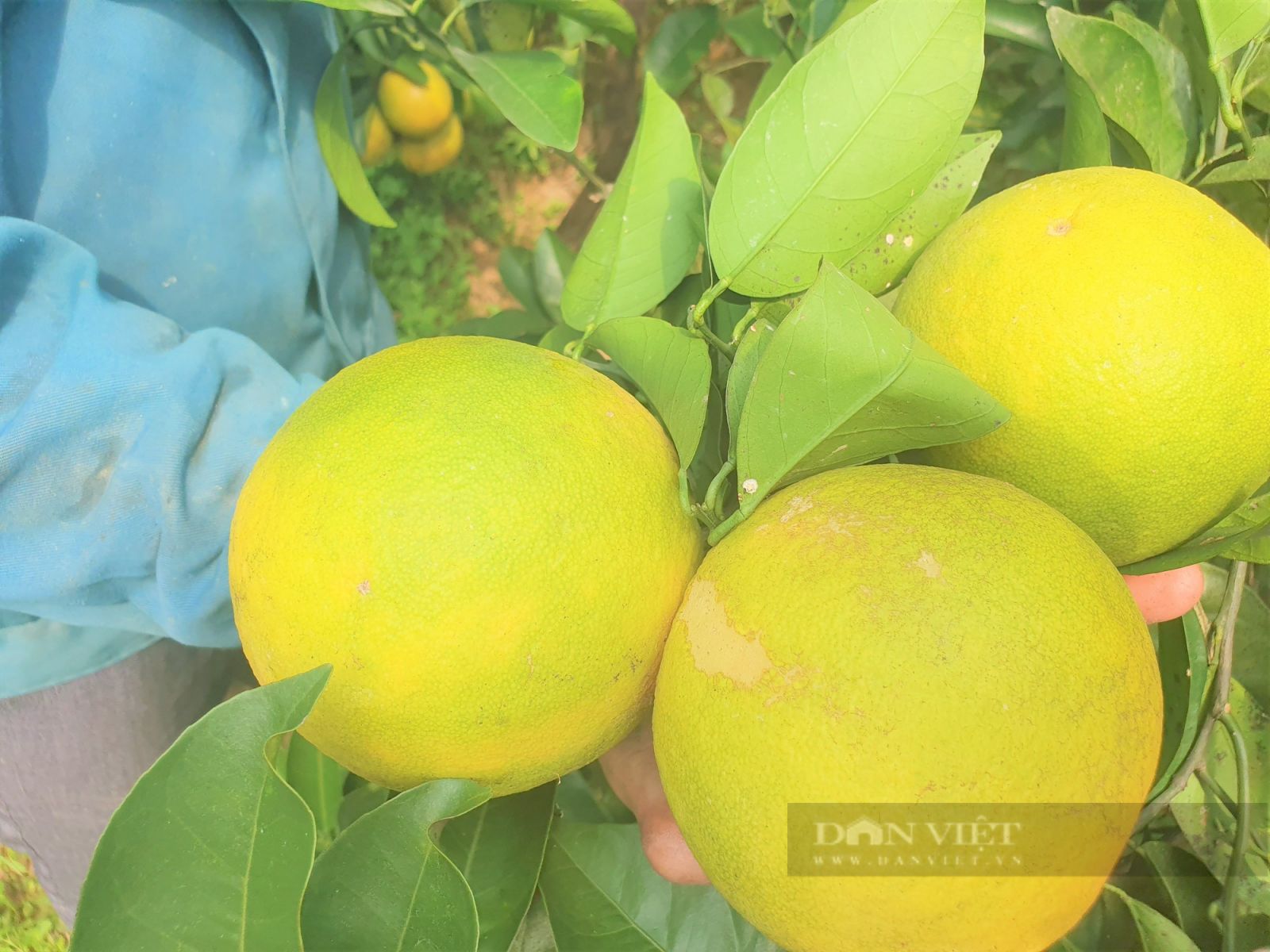 Vườn cam “mắc màn” trĩu quả của nông dân Hà Tĩnh, chưa hô bán, thương lái đặt cọc quả còn trên cây - Ảnh 8.