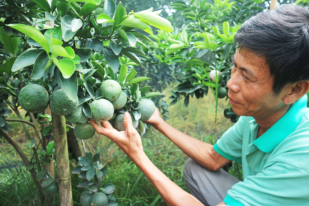 Cảnh báo phát triển "nóng" diện tích cam sành ở Vĩnh Long - Ảnh 1.
