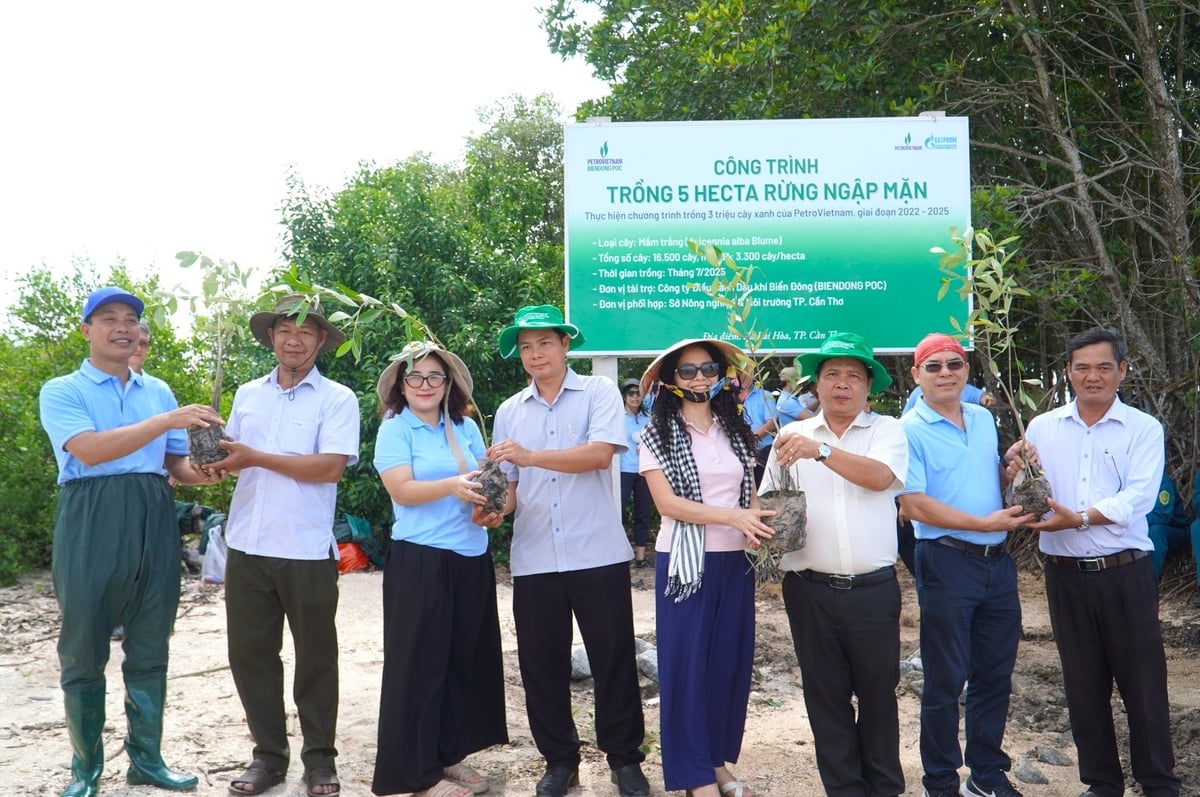 Công ty Điều hành Dầu khí Biển Đông trao tặng 16.500 cây mắm cho Sở Nông nghiệp và Môi trường TP. Cần Thơ phục vụ công tác trồng rừng tại xã tuyến đê biển xã Lai Hòa. Ảnh: Kim Anh.