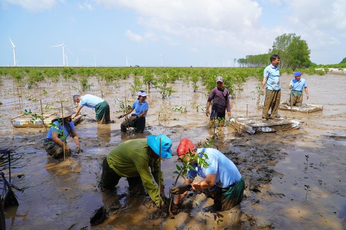 Trong tháng 7/2025, 5 ha rừng ở xã Lai Hòa sẽ được trồng phủ kín. Ảnh: Kim Anh.