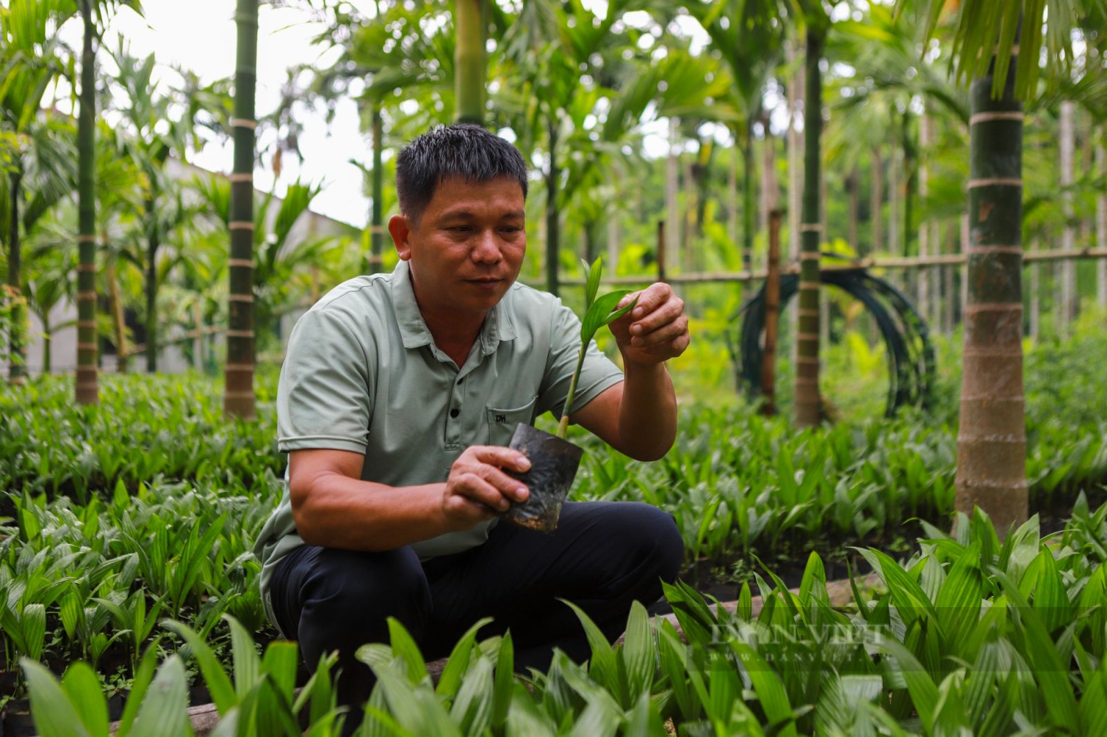 Trồng loại cây thẳng tắp, có buồng xum xuê, anh nông dân người Mường có tiền tỷ mỗi năm - Ảnh 7.