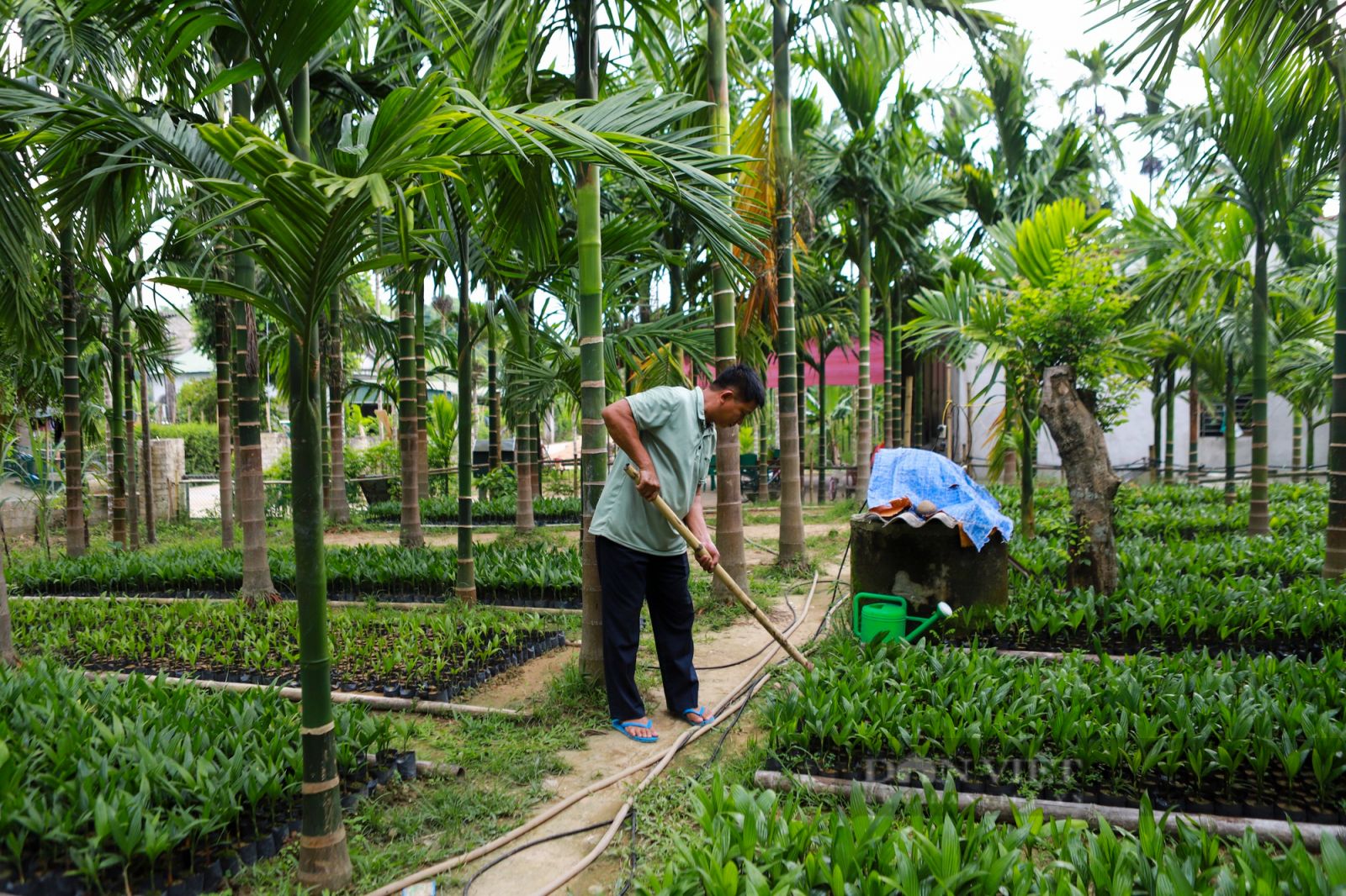 Trồng loại cây thẳng tắp, có buồng xum xuê, anh nông dân người Mường có tiền tỷ mỗi năm - Ảnh 4.