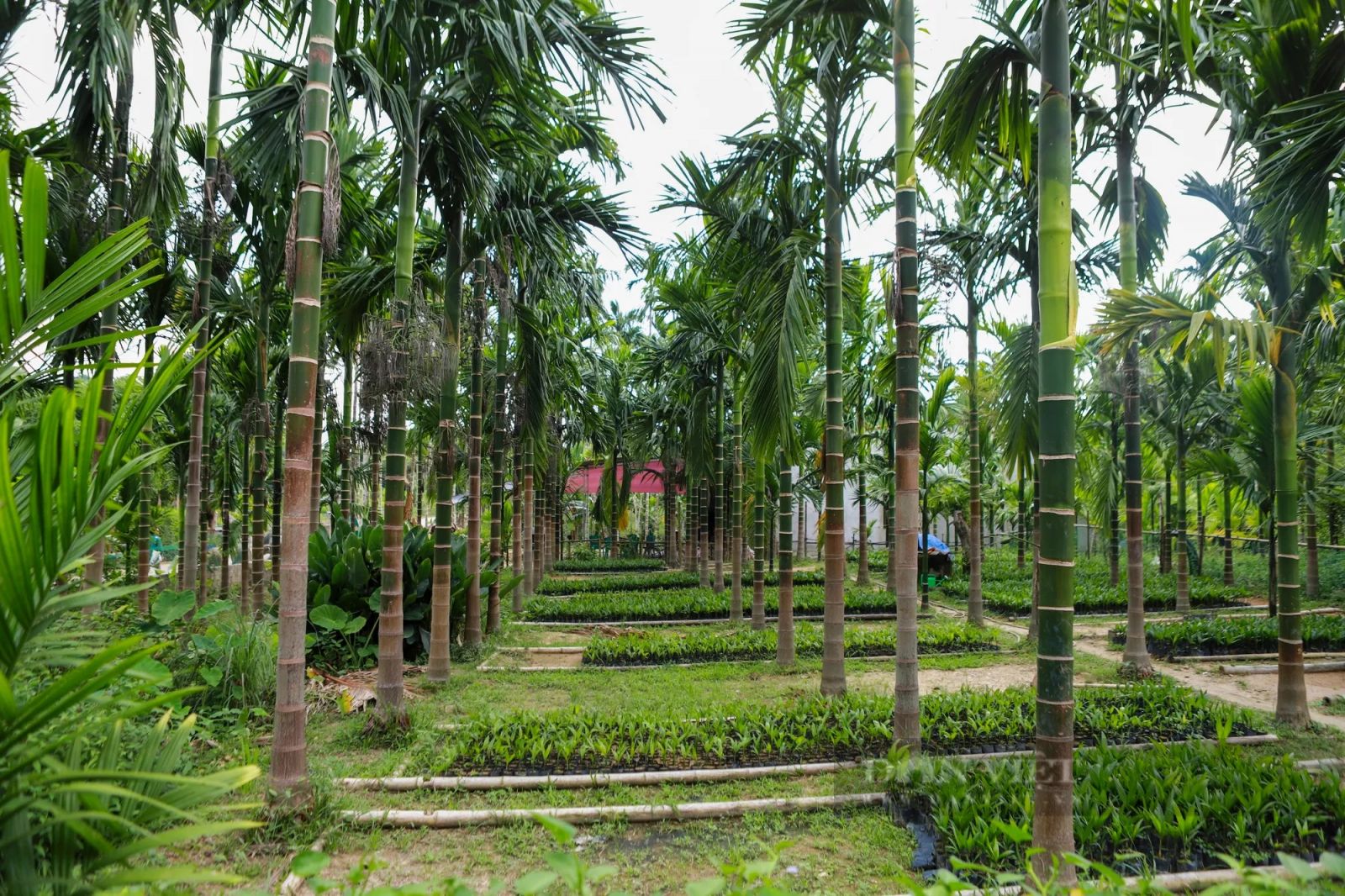 Trồng loại cây thẳng tắp, có buồng xum xuê, anh nông dân người Mường có tiền tỷ mỗi năm - Ảnh 2.