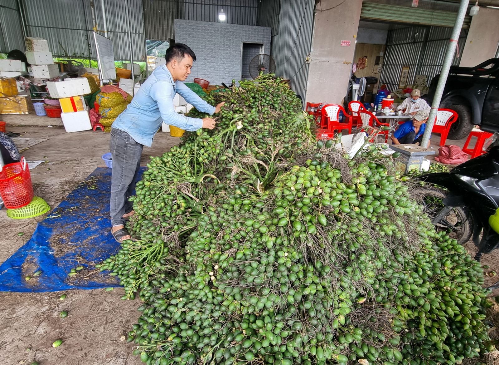 Doanh nghiệp, tiểu thương thu mua nhiều, giá trái cau non tăng nhẹ - Ảnh 1.