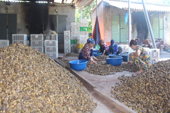 Nam Định: Cau tươi được giá, bán đắt như tôm tươi, người dân vui như Tết - Ảnh 5.