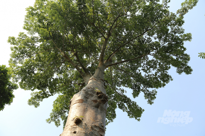 Đặc biệt, vườn thực vật Học viện Nông Nghiệp Việt Nam còn một số cây độc lạ nổi tiếng thế giới như cây Bao báp Châu Phi. Loại cây này có chiều cao 5-25 mét (ngoại lệ tới 30 mét), đường kính gốc cây 7-11 mét (hay chu vi gốc cây là 22-35 mét, ngoại lệ có cây lên tới 50 m). Chúng được chú ý vì có khả năng lưu trữ nước bên trong thân cây to phình ra, với dung tích lưu trữ tới 120.000 lít nước để đảm bảo tồn tại trong các điều kiện khô cằn.