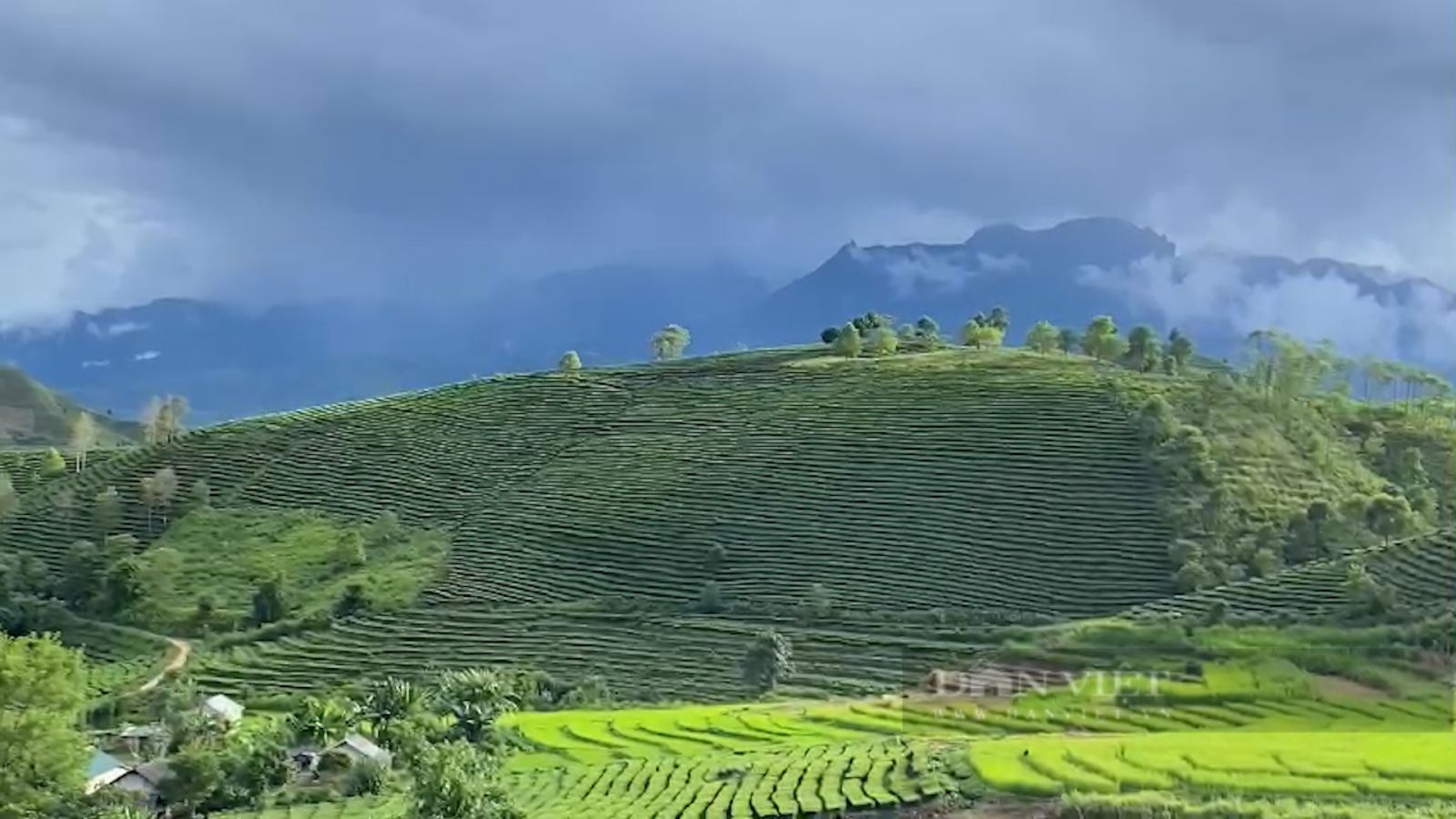 Trồng bạt ngàn chè cây thấp đẹp như tranh, nông dân vùng cao Phúc Khoa khấm khá - Ảnh 2. Trồng bạt ngàn chè cây thấp đẹp như tranh, nông dân vùng cao Phúc Khoa khấm khá - Ảnh 2.