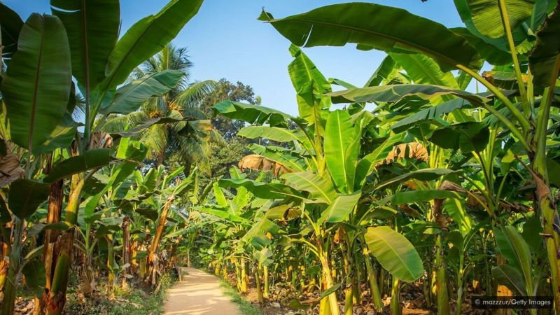 Loại quả chợ nào ở Việt Nam cũng có, bán rất rẻ là là "báu vật" linh thiêng ở đất nước này - Ảnh 2.