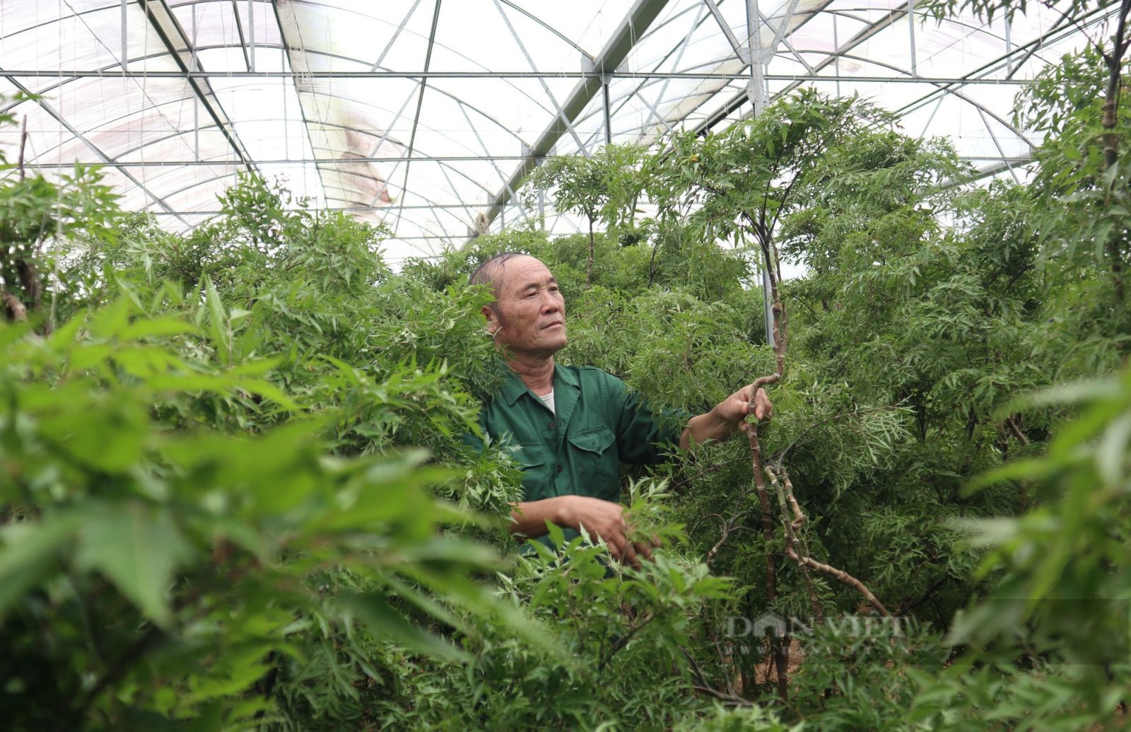 Mất trắng cả trăm triệu vẫn quyết liều với loại sâm của nhà nghèo, ông Trung ở Nghệ An thành công bất ngờ - Ảnh 3.