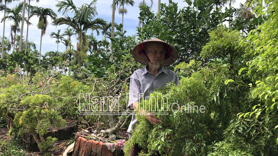 Nam Định: Đổ xô trồng "nhân sâm người nghèo" tự phát, giá bán tụt dốc không phanh, nông dân chán hẳn - Ảnh 1.