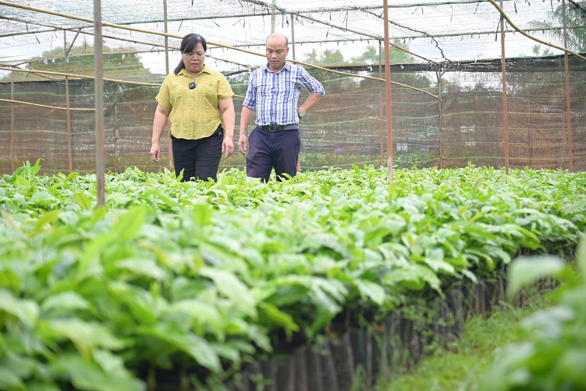 Thạc sĩ Đinh Thị Tiếu Oanh, Trưởng bộ môn Cây công nghiệp - Viện Khoa học Nông lâm nghiệp Tây Nguyên cho biết, cà phê là cây lâu năm có yêu cầu cao về đất đai. Ảnh: Phạm Hoài.