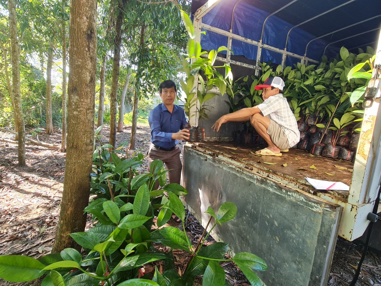 Cây ăn quả mang tên “Nữ Hoàng” chịu được gió bão, dân xứ Quảng xem là “trái vàng” - Ảnh 3.