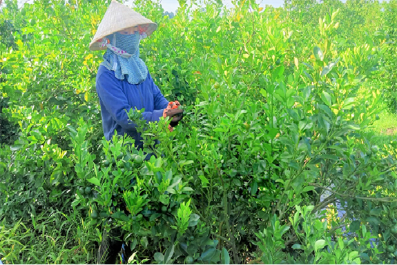 Cây hạnh là cây gì mà có một nông dân Hậu Giang trồng có 6 công đất cho lãi tới 350 triệu? - Ảnh 1.