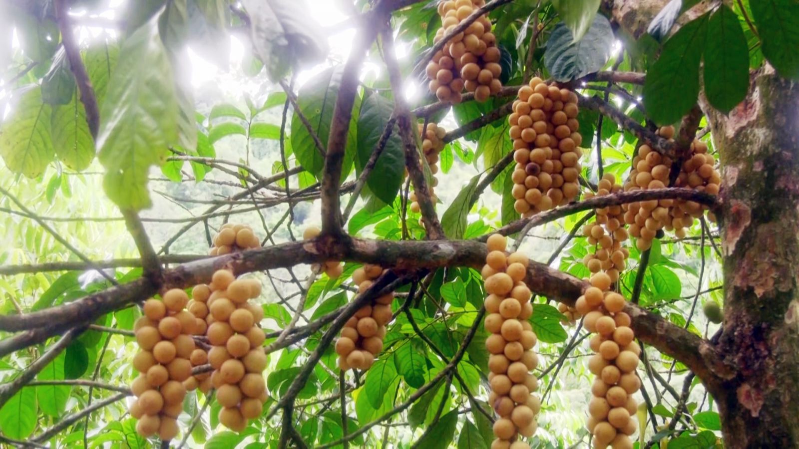 Loại quả ngon này ở một xã của Quảng Nam ngước lên thấy treo từng chùm, hễ hái xuống là bán hết sạch - Ảnh 2.