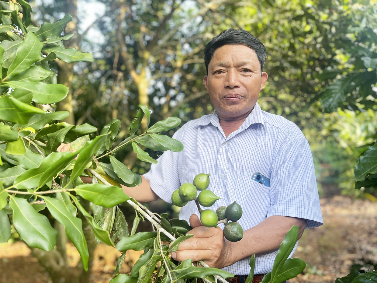 Cho loại cây này chung vườn cà phê, cao su, nông dân Gia Lai hái thứ hạt quý, có nhà thu tiền tỷ - Ảnh 1.