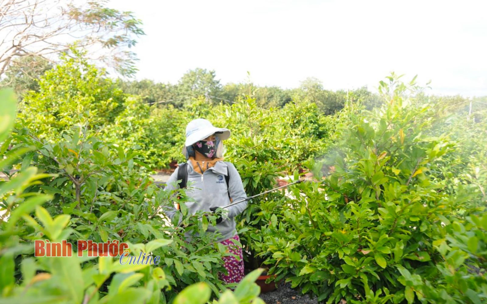 Bình Phước: Một chị tỷ phú nông dân bỏ vườn tiêu "liều" trồng mai vàng, bất ngờ thu hơn 1 tỷ - Ảnh 5. Bình Phước: Một chị tỷ phú nông dân bỏ vườn tiêu "liều" trồng mai vàng, bất ngờ thu hơn 1 tỷ - Ảnh 5.