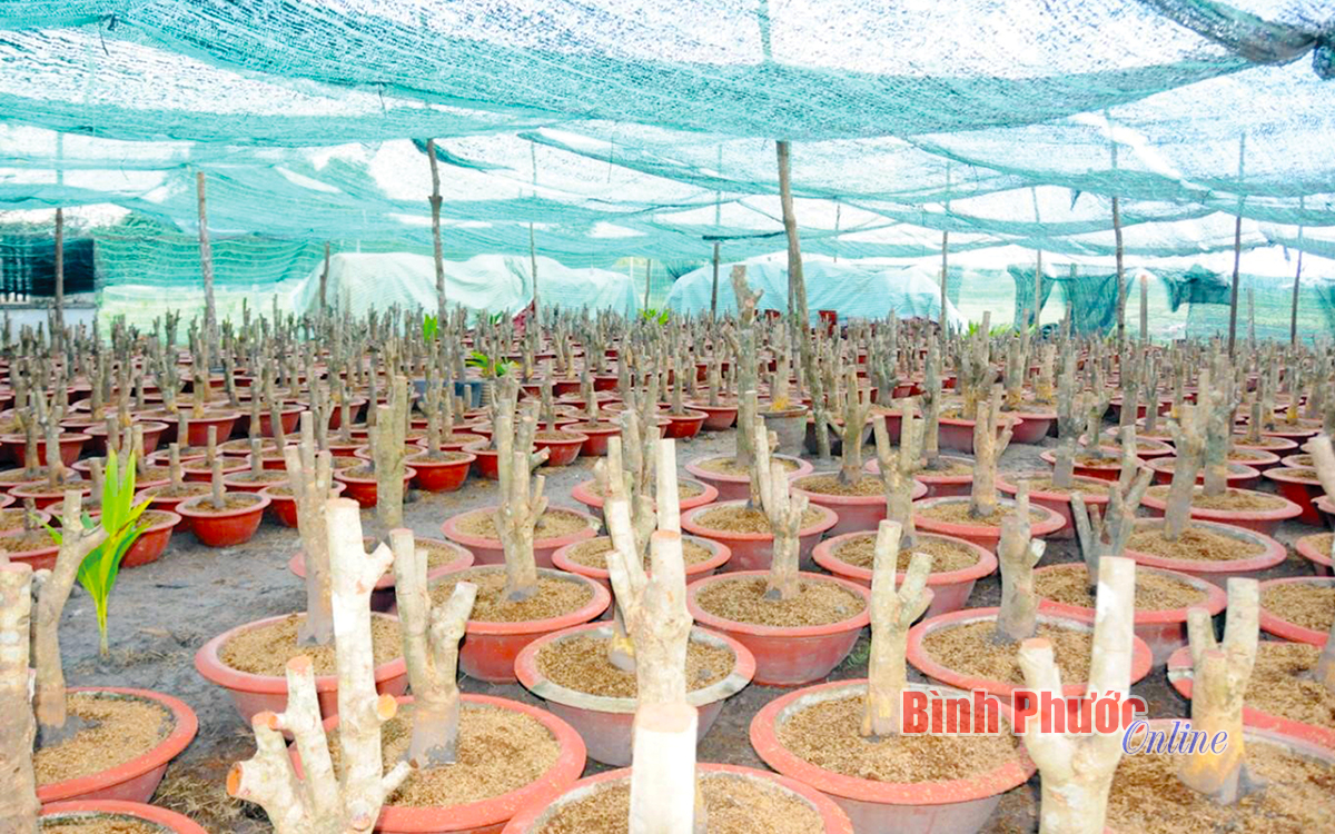 Bình Phước: Một chị tỷ phú nông dân bỏ vườn tiêu "liều" trồng mai vàng, bất ngờ thu hơn 1 tỷ - Ảnh 3. Bình Phước: Một chị tỷ phú nông dân bỏ vườn tiêu "liều" trồng mai vàng, bất ngờ thu hơn 1 tỷ - Ảnh 3.