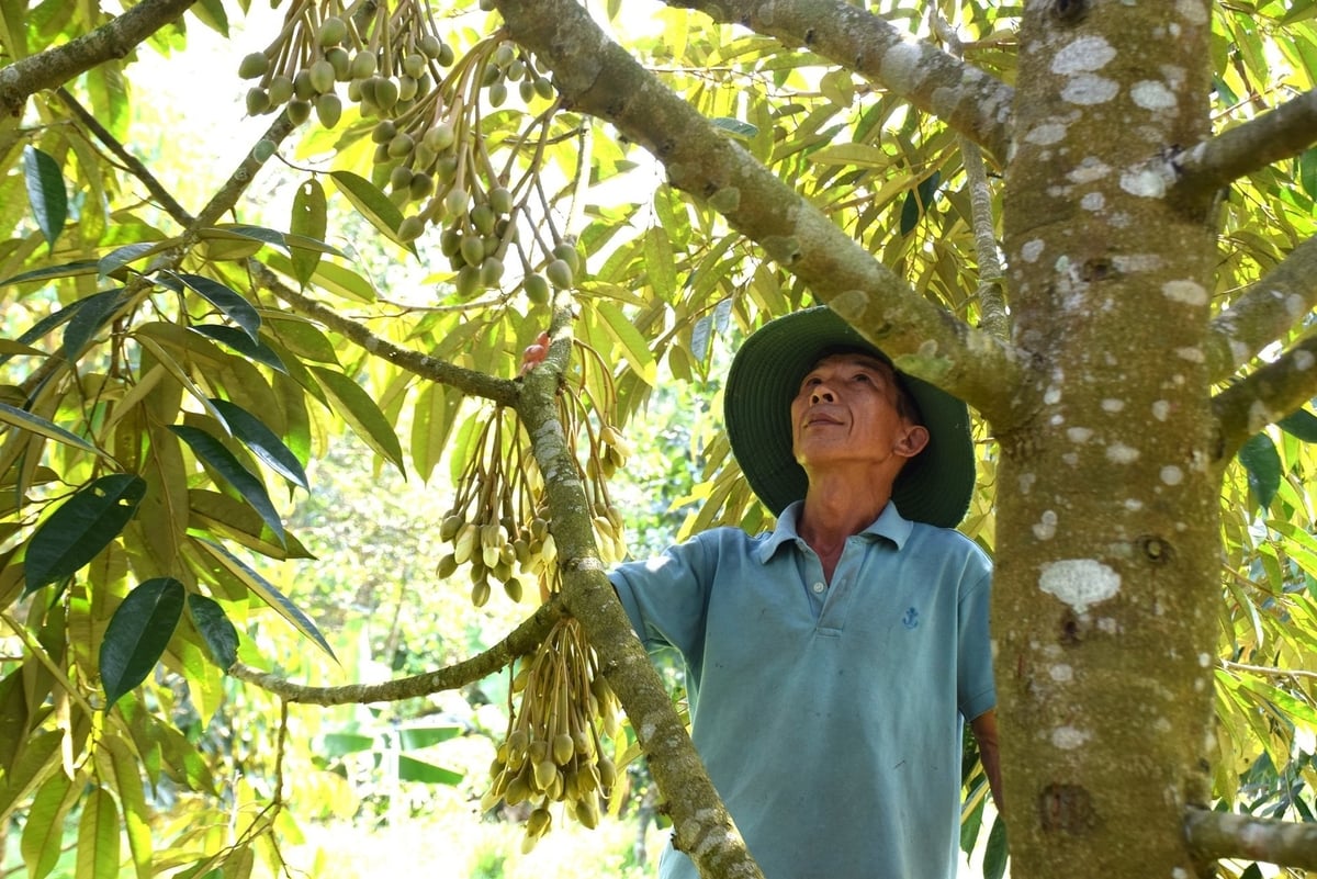 Cây sầu riêng cần tỉa cành, tạo tán để lấy không gian cho cây quang hợp. Ảnh: V.Đ.T. Cây sầu riêng cần tỉa cành, tạo tán để lấy không gian cho cây quang hợp. Ảnh: V.Đ.T.