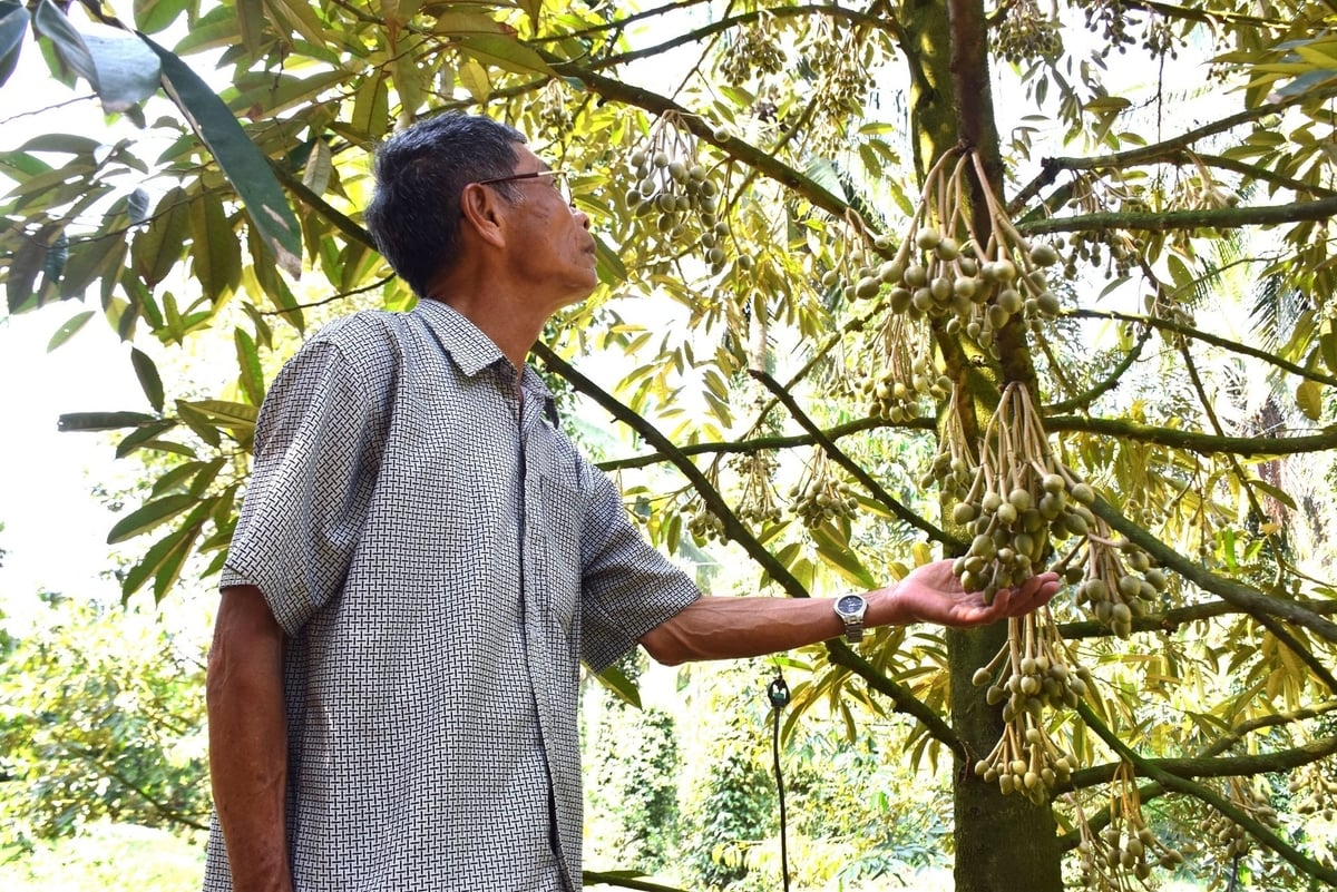 Vùng trung du Nam Trung Bộ khí hậu giao thoa giữa hai vùng Duyên hải Nam Trung Bộ và Tây Nguyên nên cần có quy trình canh tác riêng để phát huy hiệu quả. Ảnh: V.Đ.T. Vùng trung du Nam Trung Bộ khí hậu giao thoa giữa hai vùng Duyên hải Nam Trung Bộ và Tây Nguyên nên cần có quy trình canh tác riêng để phát huy hiệu quả. Ảnh: V.Đ.T.