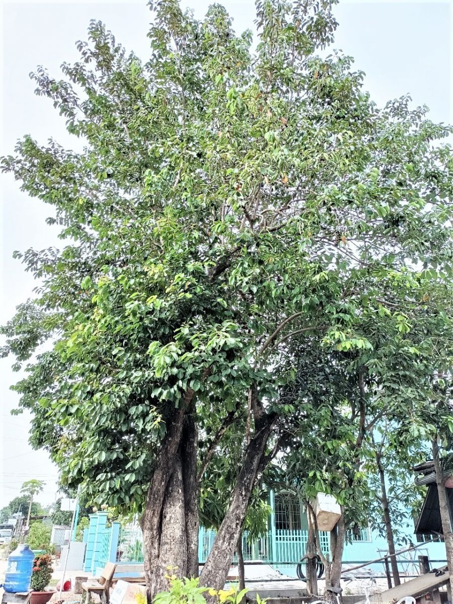 Thứ cây hiếm ai trồng, ra từng chùm trái dại tím đen ở An Giang, ấy thế mà thành đặc sản nhiều người vồ vập - Ảnh 2.