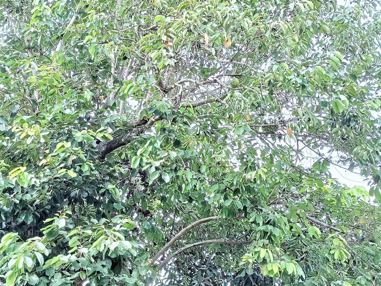 Thứ cây hiếm ai trồng, ra từng chùm trái dại tím đen ở An Giang, ấy thế mà thành đặc sản nhiều người vồ vập - Ảnh 3.