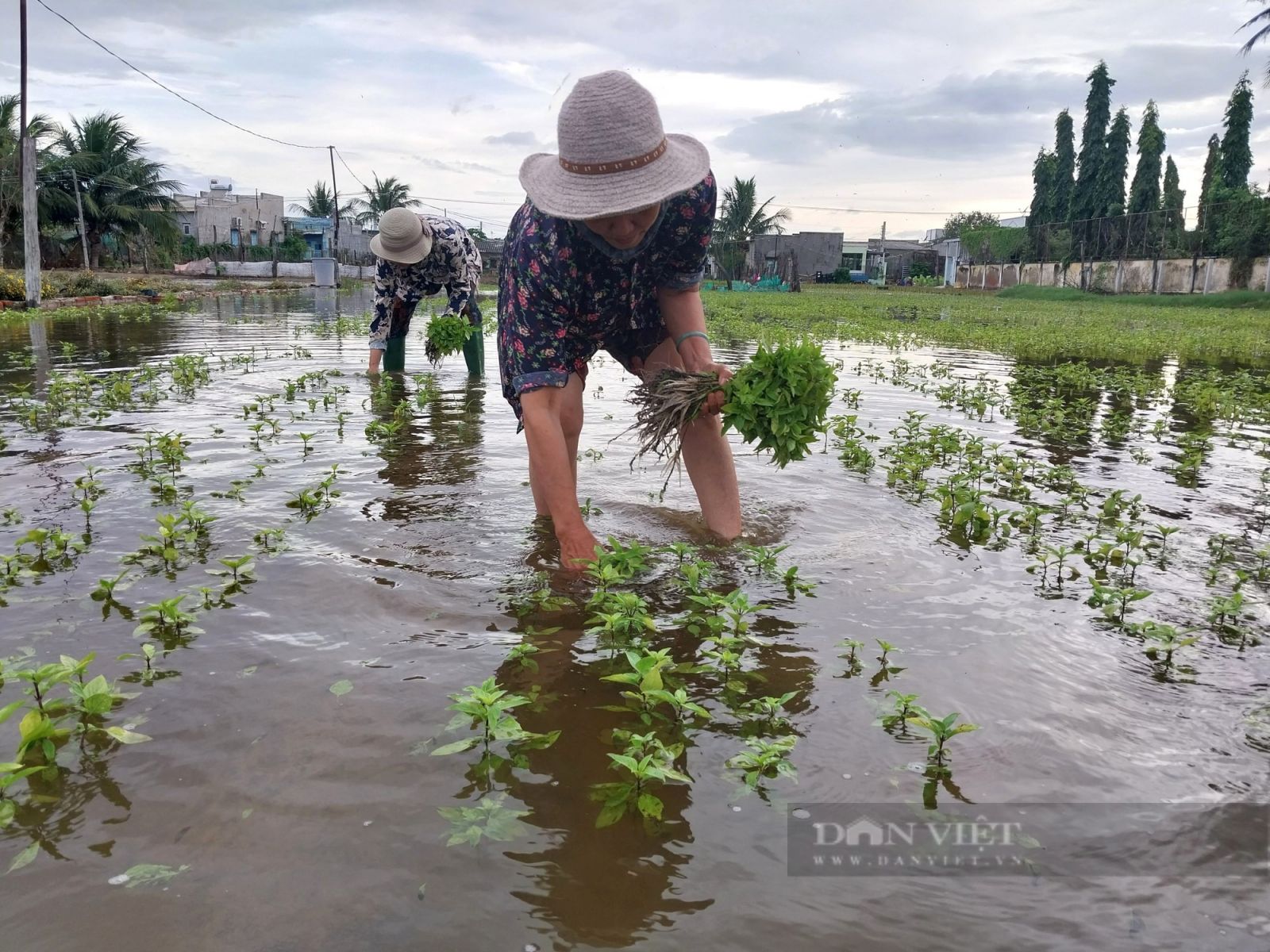Ninh Thuận: Hằng trăm hecta rau màu phục vụ tết nguyên đán chìm trong biển nước - Ảnh 5.