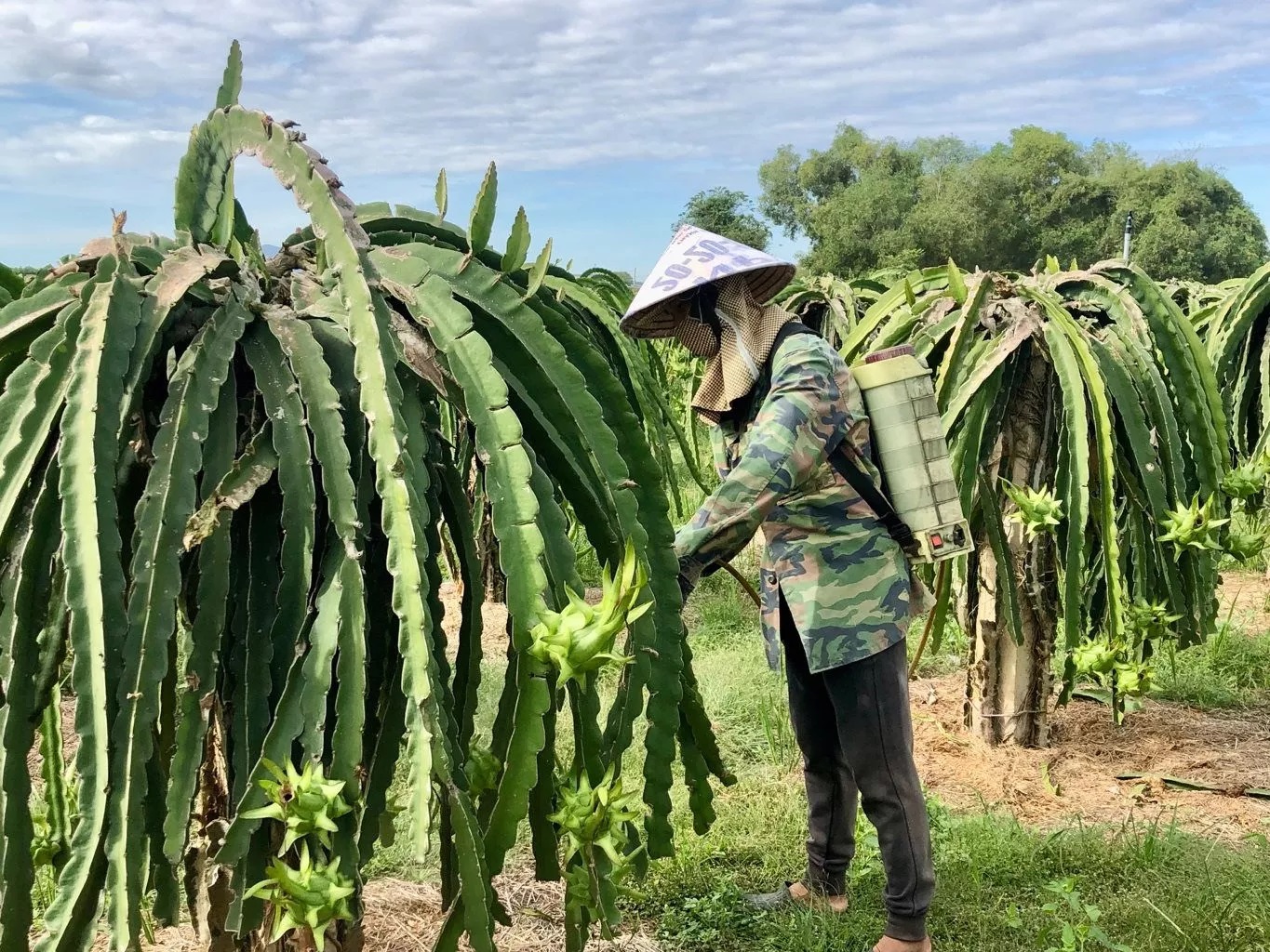 Bình Thuận: Thanh long ruột trắng đã nhích lên từ 10-12.000 ngàn/kg nhưng sản lượng còn ít - Ảnh 2.