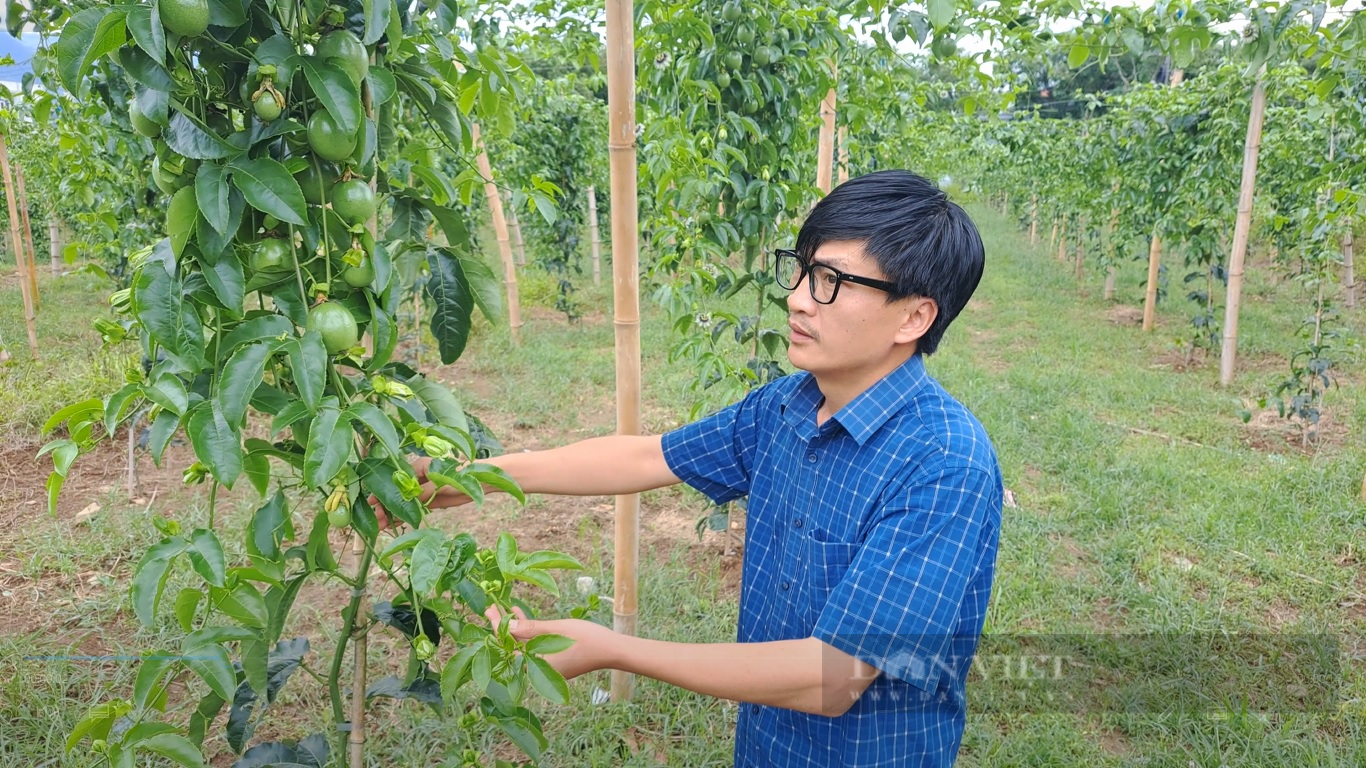 Lai Châu: Làm giàn cao thoáng trồng chanh leo, quả sai trĩu trịt - Ảnh 2.