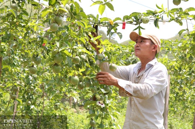 Cơ hội “vàng” của trái cây Việt - Ảnh 3.