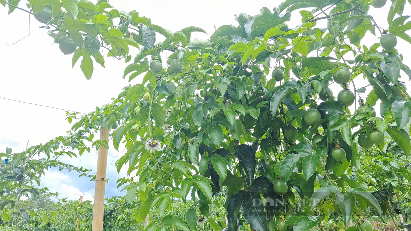 Lai Châu: Làm giàn cao thoáng trồng chanh leo, quả sai trĩu trịt - Ảnh 5.
